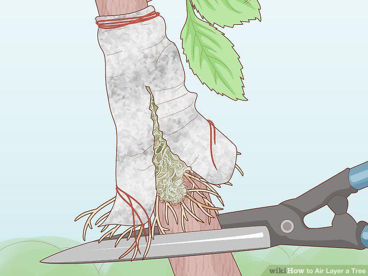 Step 13