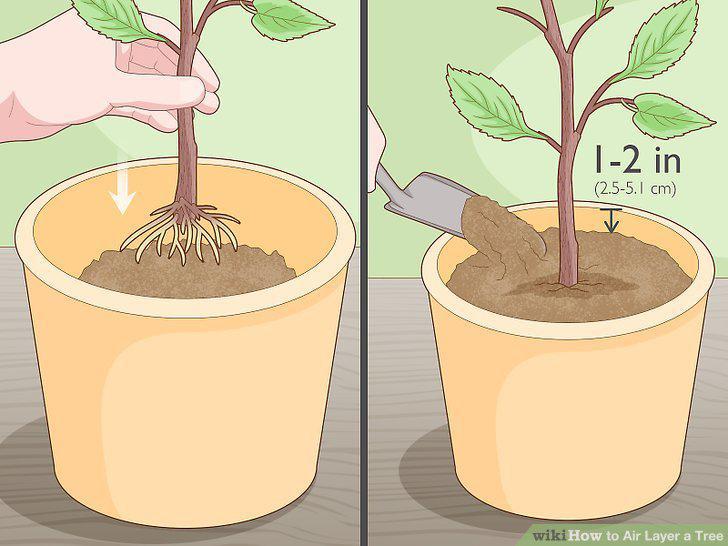 Step 15
