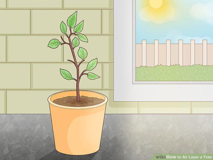 Step 17