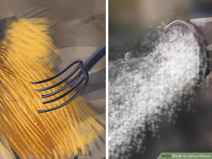 Step 12