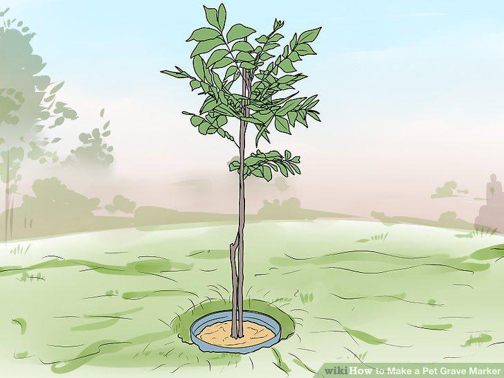 Step 19