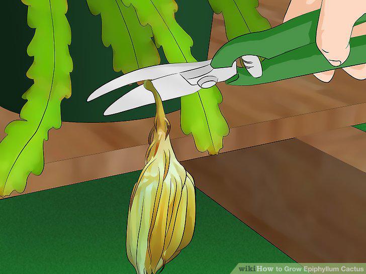 Step 12