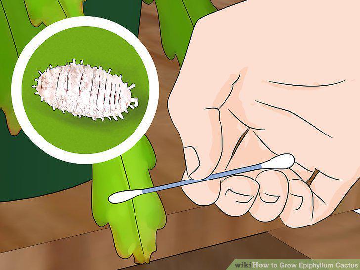 Step 16