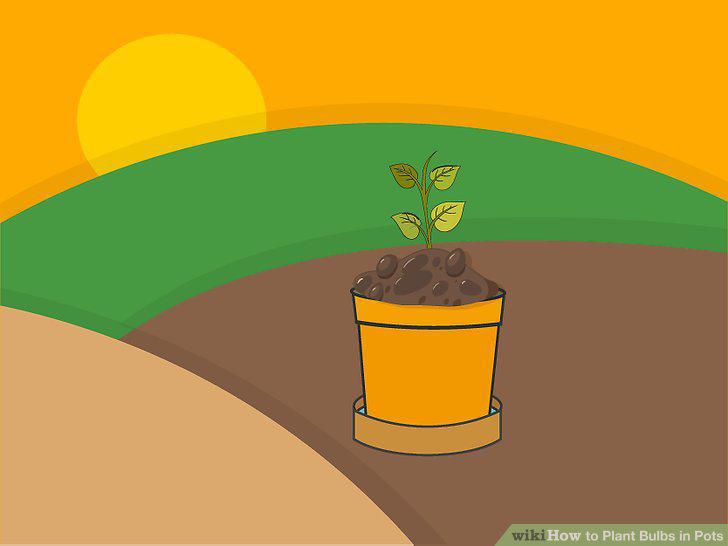Step 12
