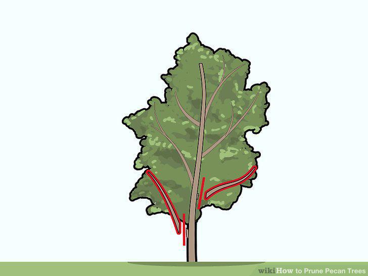 Step 11