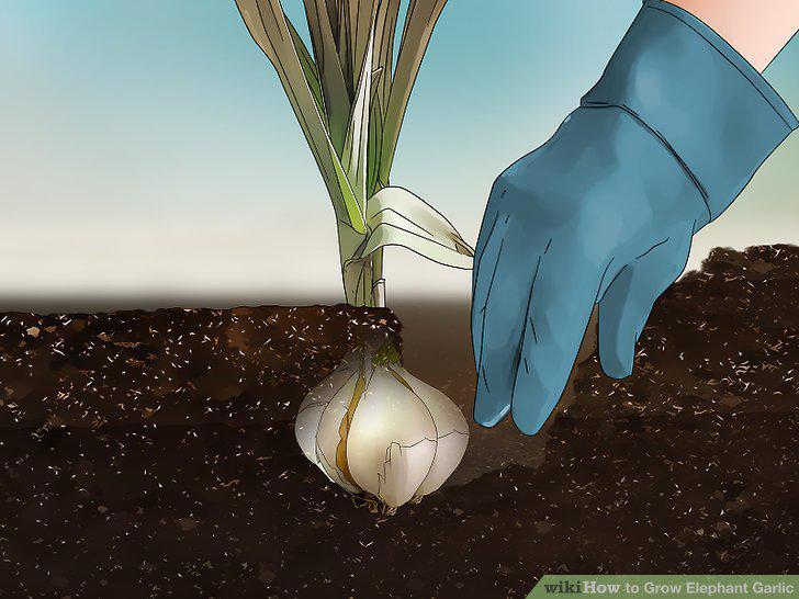 Step 12