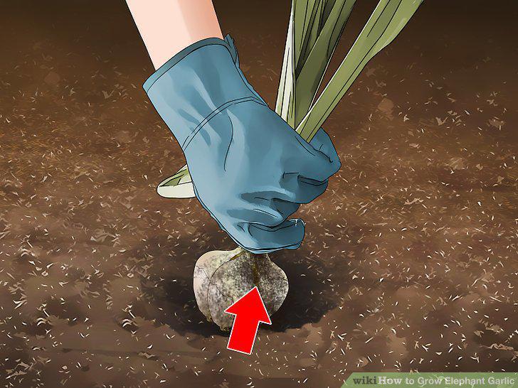 Step 13