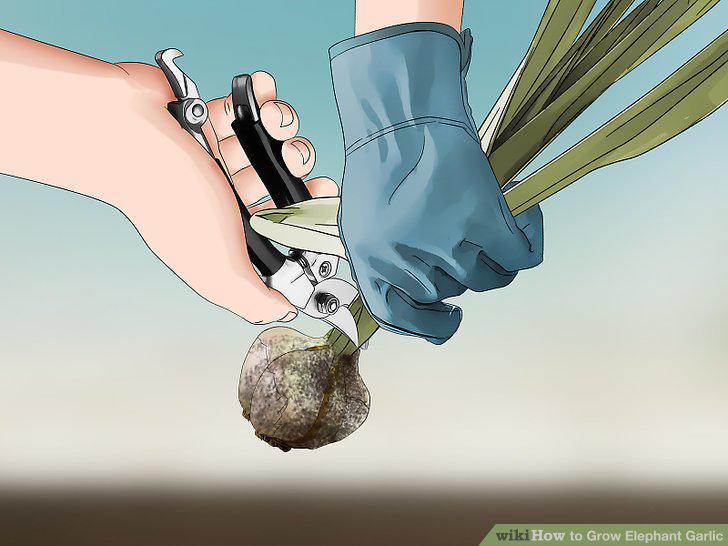 Step 14