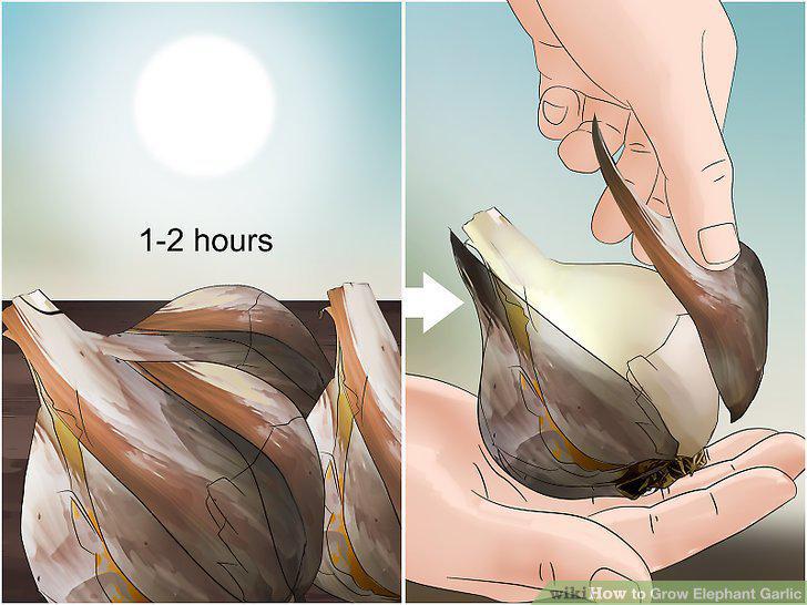 Step 15