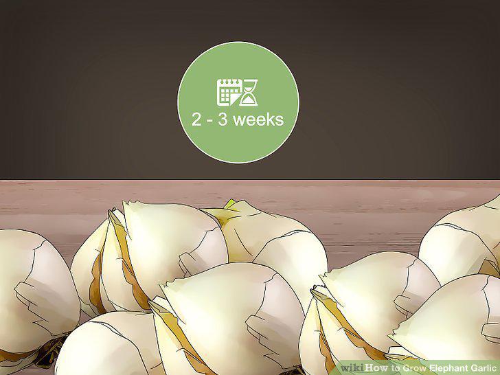 Step 16