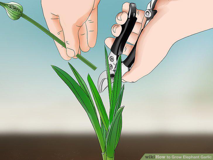 Step 9