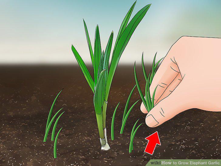 Step 10