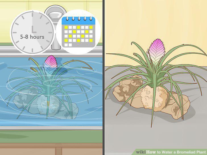 Step 12
