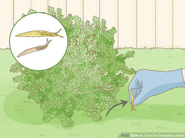 Step 11