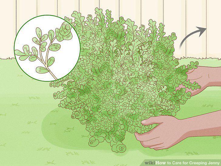 Step 12