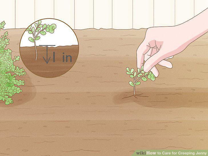 Step 5