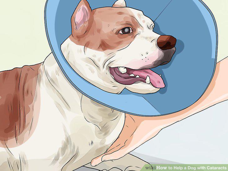 Step 12