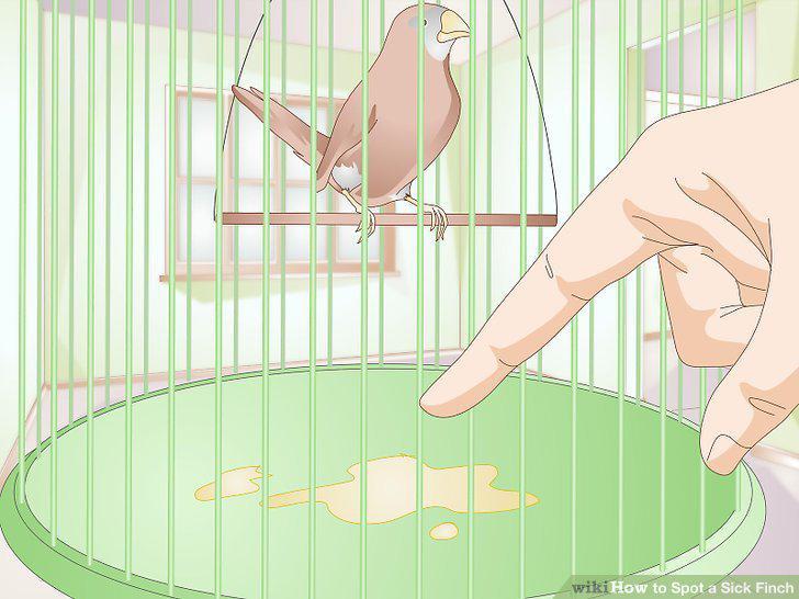 Step 12
