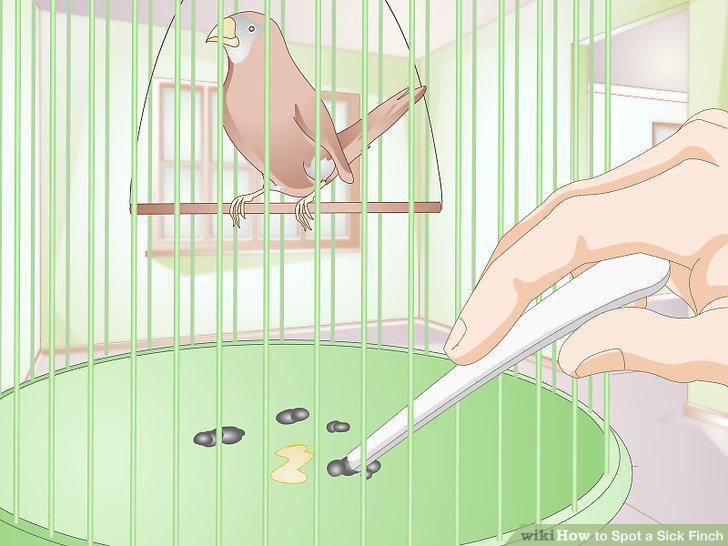 Step 13