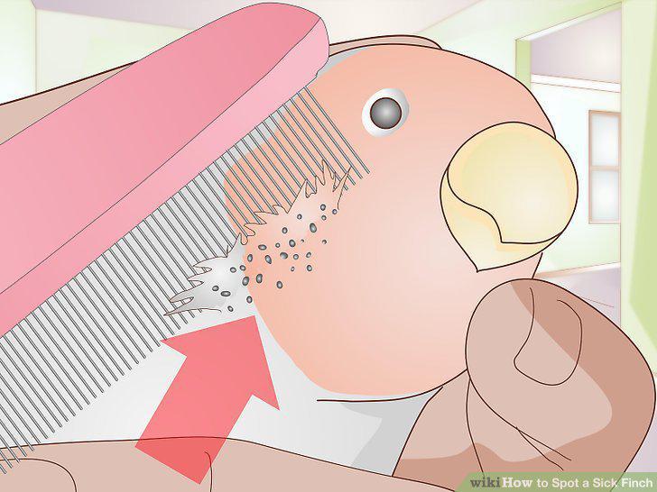 Step 14