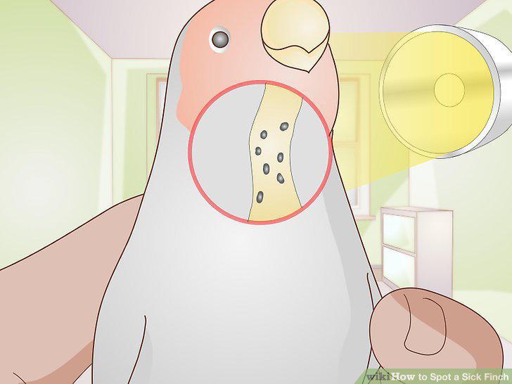 Step 16