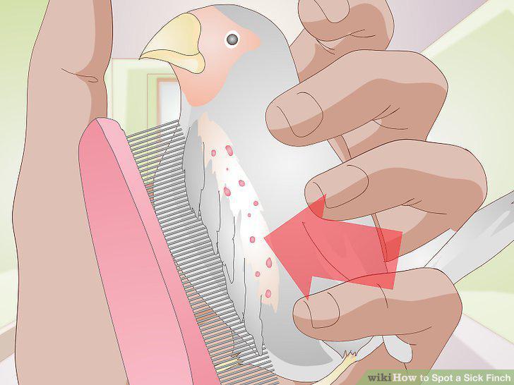 Step 17