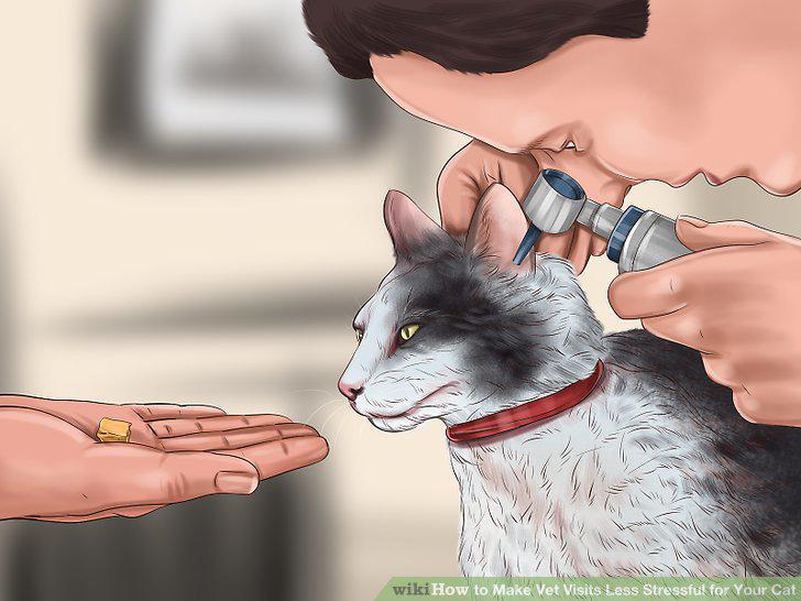 Step 11