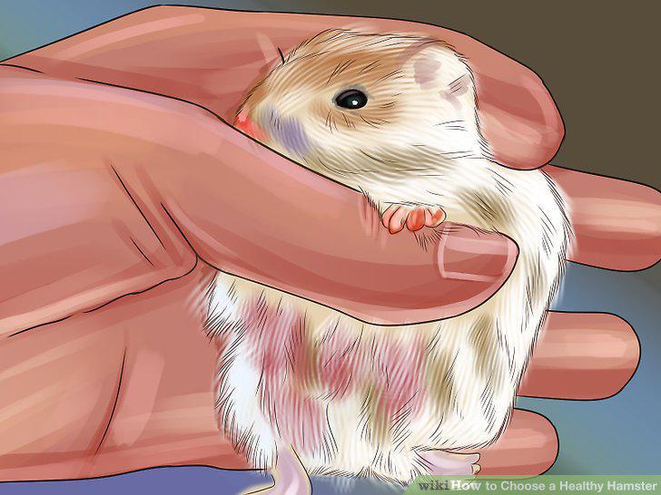 Step 11