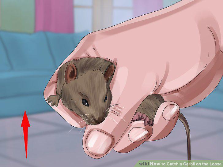 Step 11