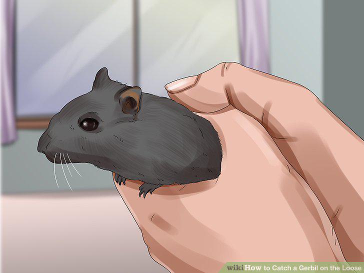 Step 12