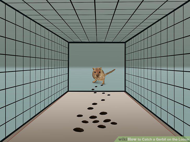 Step 13