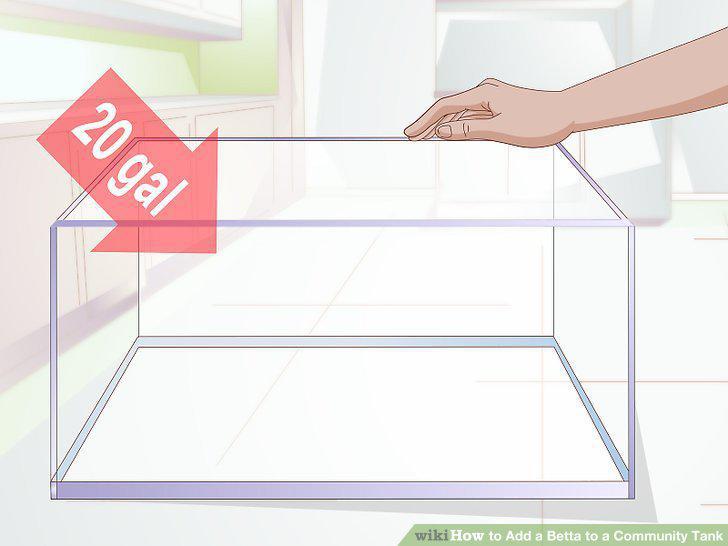 Step 12