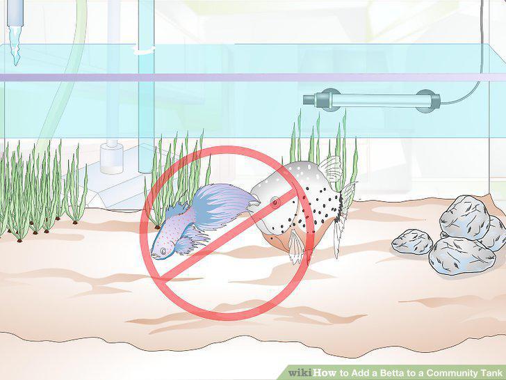 Step 13