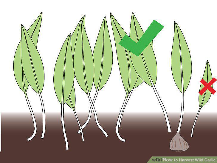 Step 5