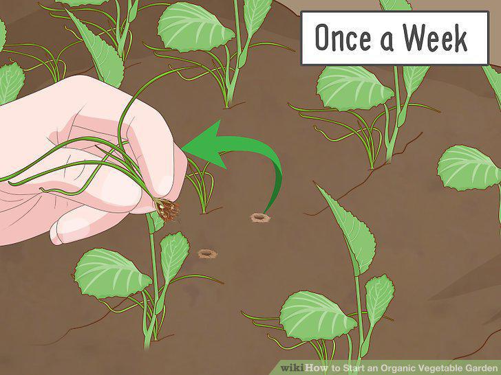 Step 16