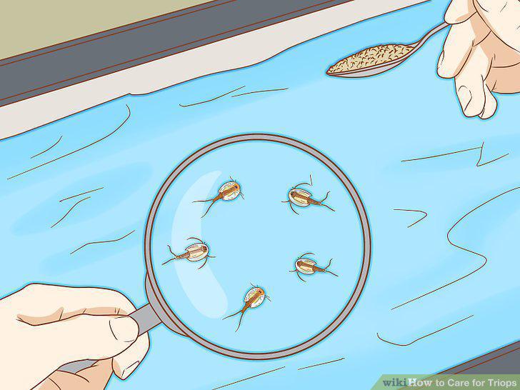 Step 11