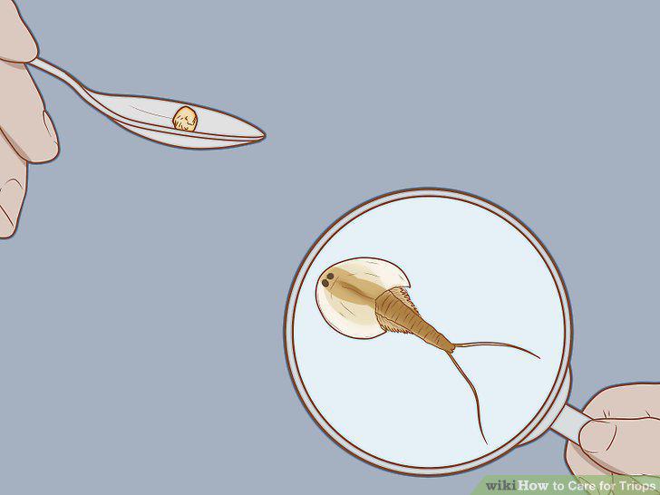 Step 12