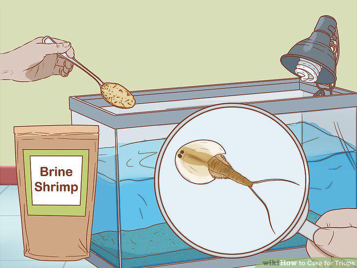 Step 13