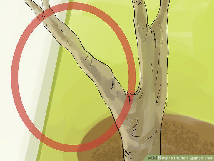 Step 12