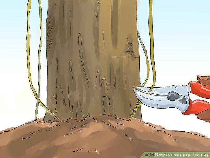 Step 13