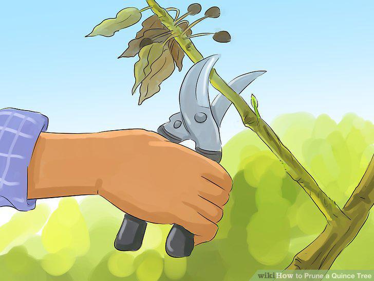 Step 5