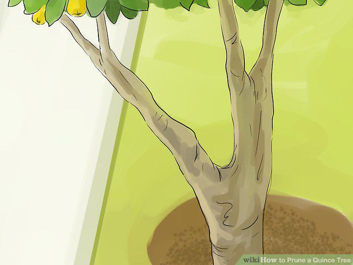 Step 10