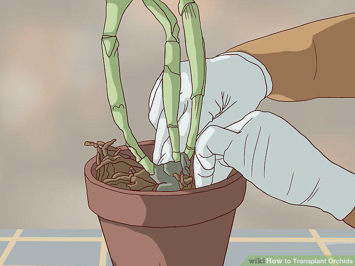 Step 11
