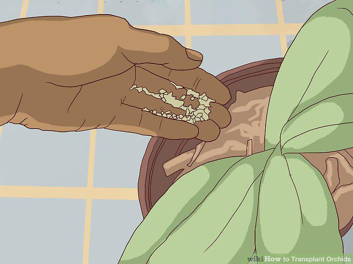 Step 12