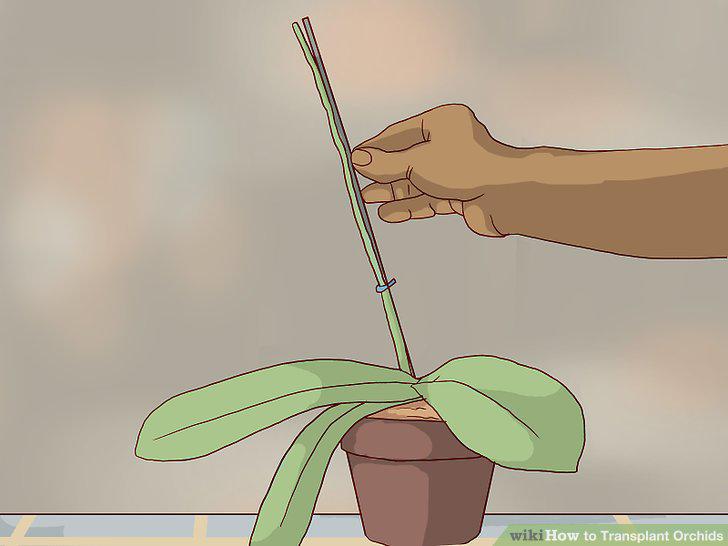 Step 14