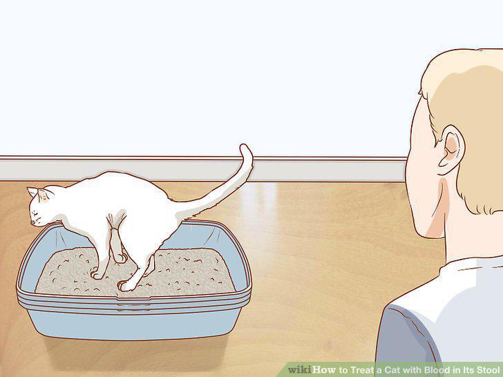 Step 12