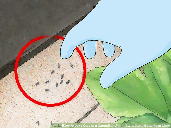 Step 13