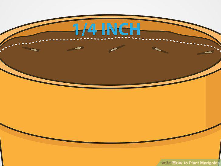 Step 12