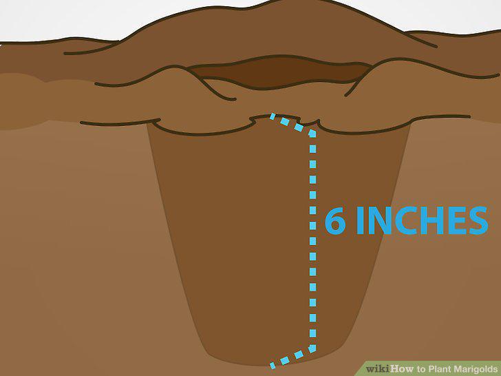 Step 19