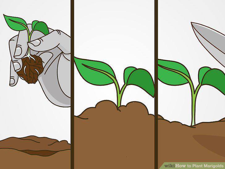 Step 20
